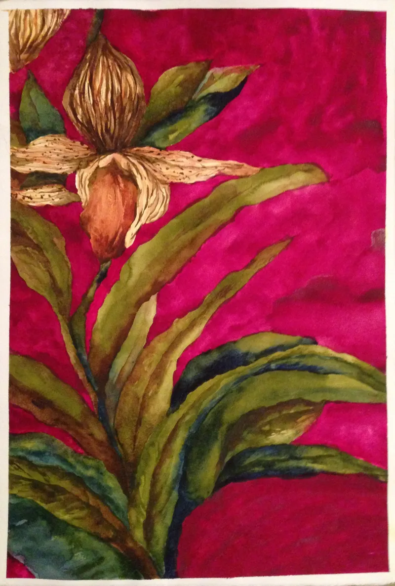 Lady's Slipper